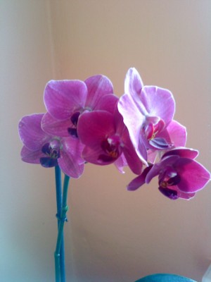 Orchidejka