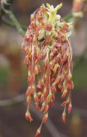 P1016388_uprava