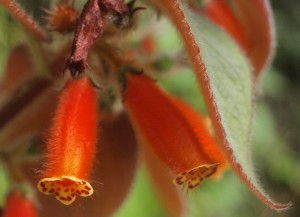 P1016431_uprava