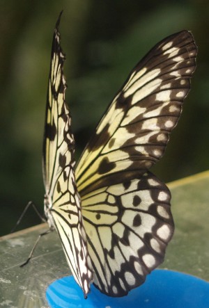 P1016461_uprava