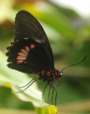 P1016468_uprava