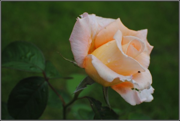 DSC_3588